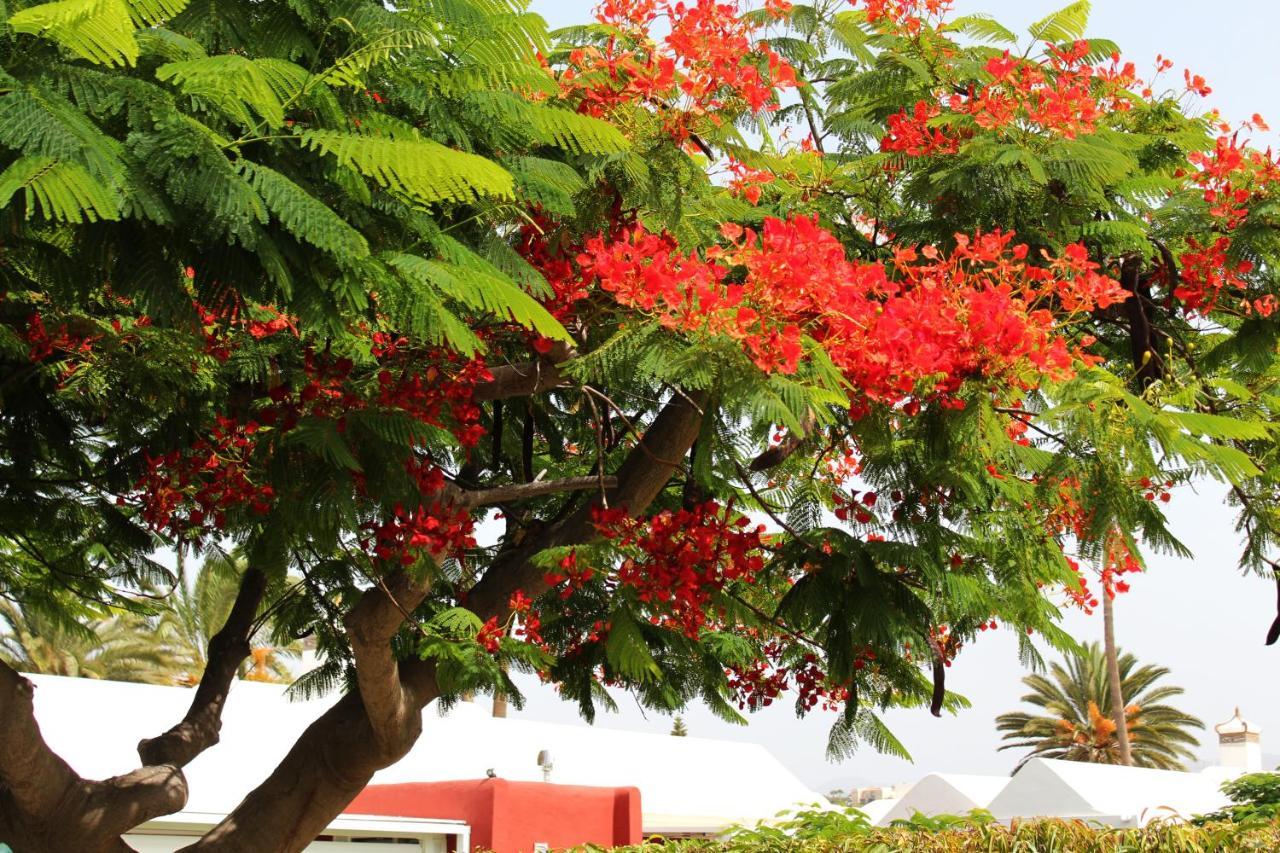San Bartolomé Albaricoques Vivac Bungalow מראה חיצוני תמונה